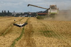 Россия продлила зерновую сделку с Украиной, Турцией и ООН